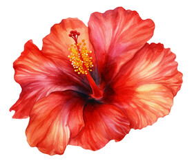 Watercolor illustration of a red tropical flower Hibiscus. Ai illustration. Transparent background, png