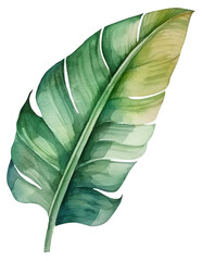 Watercolor illustration of a tropical leaf. Ai illustration. Transparent background, pngWatercolor illustration of a tropical leaf. Ai illustration. Transparent background, png
