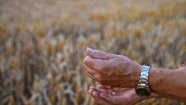 Adult male hands with grain of wheat. Man tries to separate chaff from corn. Close up. Field of yellow wheat at backdrop in blur.
