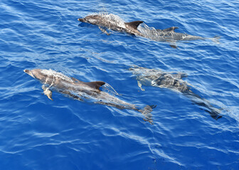 Fototapeta premium some dolphins in freedom in the ocean