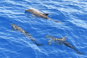 Obraz premium delfines en libertad en el oceano atlantico