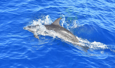 Obraz premium some dolphins in freedom in the ocean