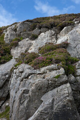 Fototapeta na wymiar Rocks and Blooming heather. Mountains. Slieve league Ireland. 