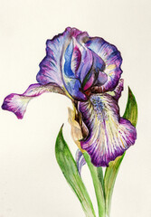 lilac bright iris