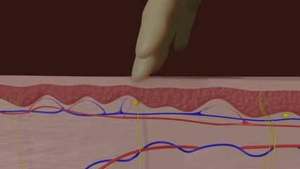 The Secrets of Touch: Action Potentials and the Perception of Skin Contact