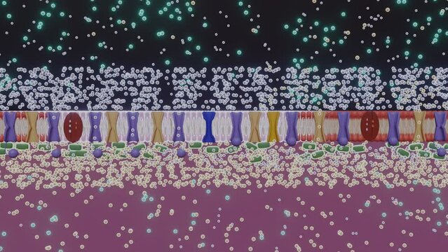 Ionic Symphony: Unraveling the Intricate Dance of Action Potentials, Ions, and Membranes in the Nervous System
