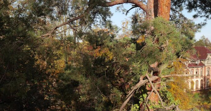 Pine tree top detail close up