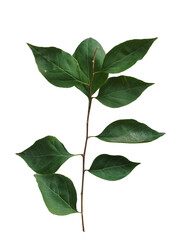 Obraz premium green leaves isolated on white