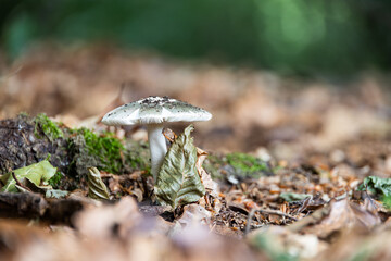 Mushroom with a white leg and a greenish head on blurred background