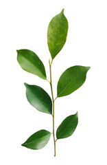 Obraz premium green leaves isolated on white background