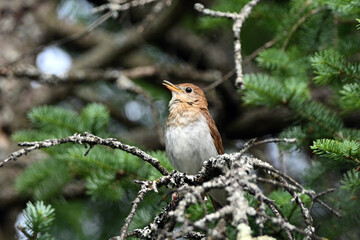 Veery Thrush bird perched on a twig in the forest