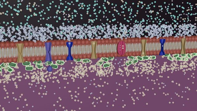 The Quiet Charge: Resting Potential and the Sodium-Potassium Pump in the Nervous System