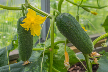 Ripe fresh cucumbers hang on a branch with large green leaves in a greenhouse in a summer close-up. Concept gardening and vegetable growing