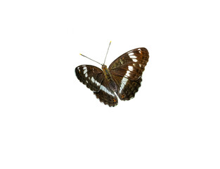 white admira, limenitis camilla, butterfly on white background transparent