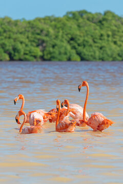 American Flamingo (Phoenicopterus ruber), Ria Celestun Biosphere Reserve, Yucatan, Mexico.
