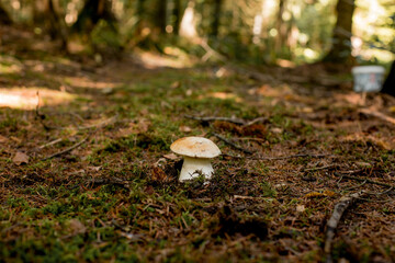 Fototapeta premium White mushrooms in the woods, on a background of leaves, bright sunlight. Boletus. Mushroom