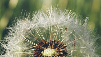 Pusteblume