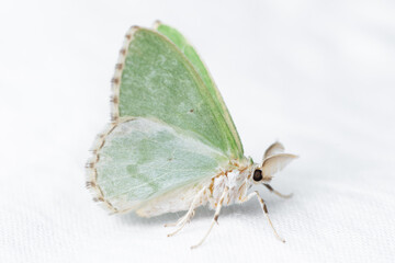 a moth in the family geometrinae