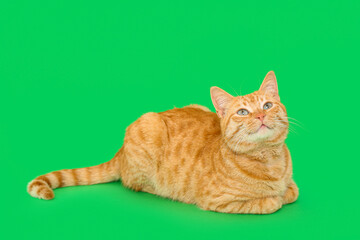 Cute ginger cat lying on green background