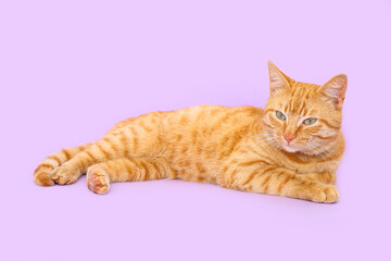 Cute ginger cat lying on lilac background