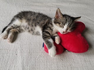 A cute photo of a kitten having fun while sleeping.