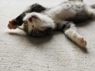 A cute photo of a kitten having fun while sleeping.