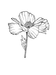 White poppy flower. Isolated flower as a design element. Hand drawn sketch style. Line art. Ink drawing. Vector illustration. Tattoo design. 