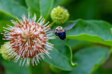 bee on a flower