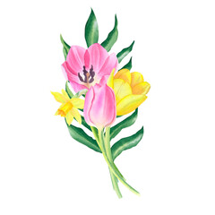Flower bouquet of leaf, tulips and daffodils isolated on transparent background. Hand drawn watercolor.