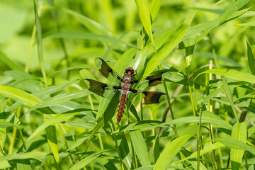 dragonfly on a green leaf