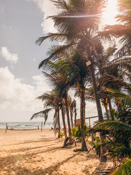 palm trees at sunset