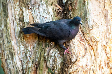 Rock Dove (Columba livia)
