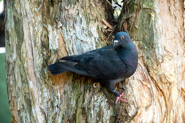 Rock Dove (Columba livia)