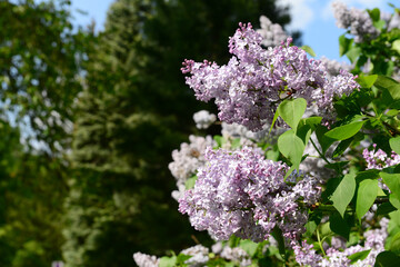 Beautiful lilac tree on spring day