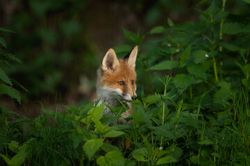 Small red foxes are playing near the burrow. Fox in the forest. European predator in the natural habitat. 