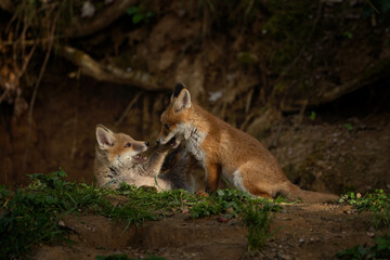 Small red foxes are playing near the burrow. Fox in the forest. European predator in the natural...