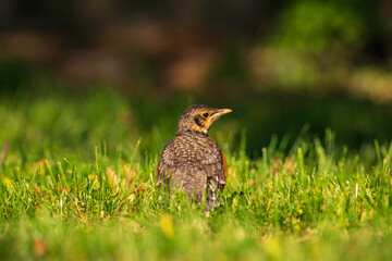 Robin bird in the grass