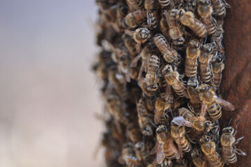 A group of western honey bee