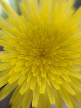 yellow flower