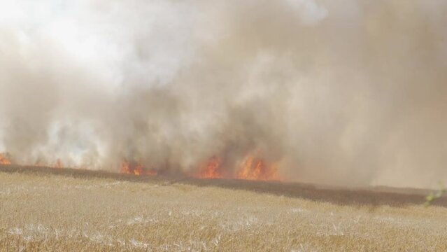 Wildfire spreading across a field, Turners Hill, West Sussex, United Kingdom, (August, 11, 2022)