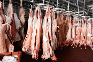 Processed pig carcasses hanging from hooks in storage area of slaughterhouse