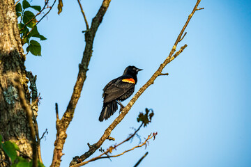red winged blackbird