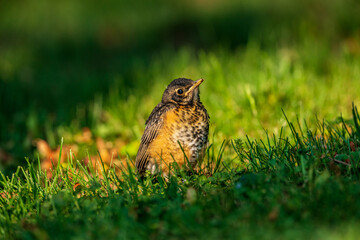 Baby Robin bird in the grass