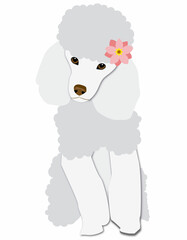 dog french poodle