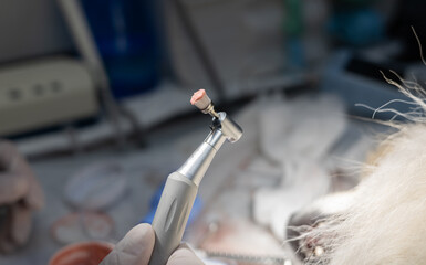 A veterinary dentist prepares a brush to cover a dog's teeth with fluoride paste after brushing....