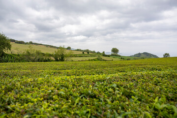 Fototapeta na wymiar Green field with tea plantation on Gorreana Tea Factory in the island of São Miguel in the Azores.