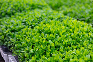 Rows of menta seedling. Lots of mint bushes in plastic pots. Spring work in garden. Gardening concept. Close up