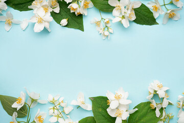 Composition with beautiful jasmine flowers on blue background