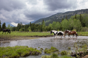 Horses Crossing Creek in the Mountains