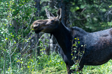 Moose in the Rocky Mountains, Colorado Wildlife